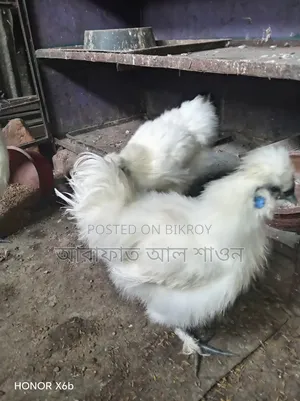Pair of American Silkie Chickens for Sale
