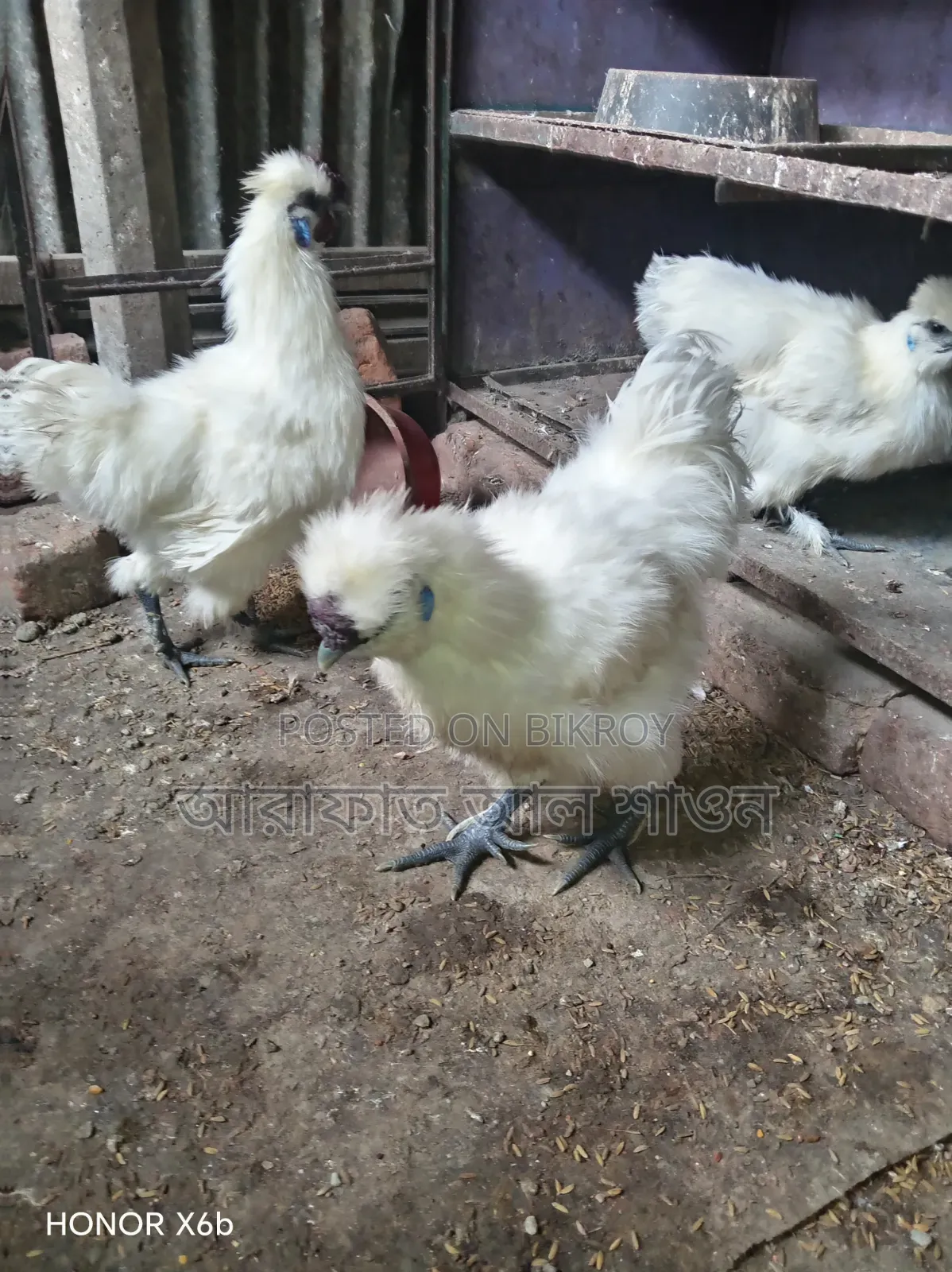 Pair of American Silkie Chickens for Sale