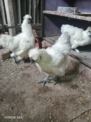 Pair of American Silkie Chickens for Sale