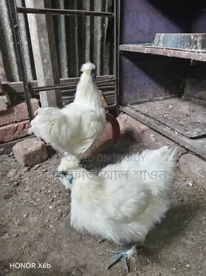 Pair of American Silkie Chickens for Sale