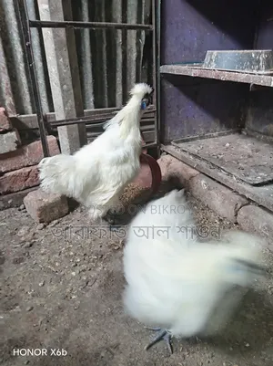 Pair of American Silkie Chickens for Sale