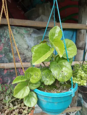অর্নামেন্টস প্ল্যান্টস