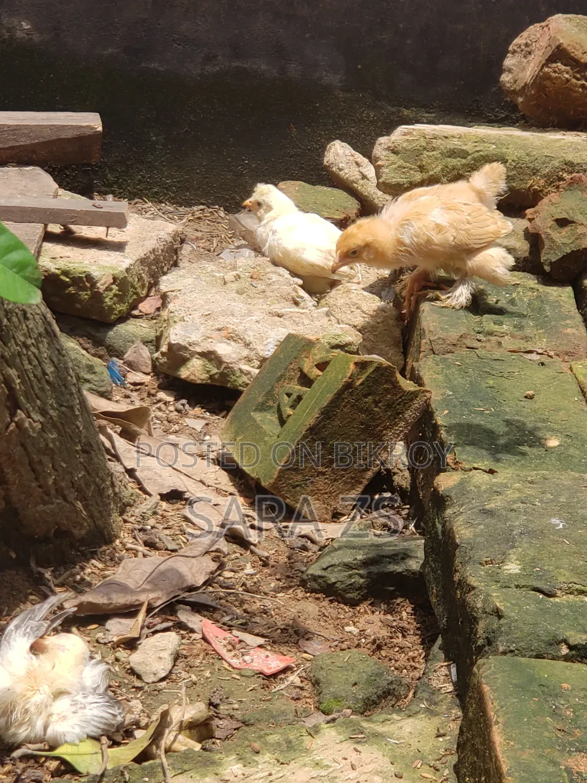 Kecho Fancy Bird Chicks for Sale for sale - Price: BDT 600 on bikroy ...