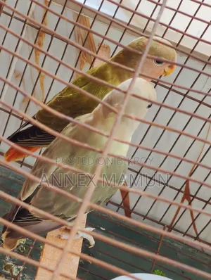 2 Lovebird chicks (age 2 months+) for sale