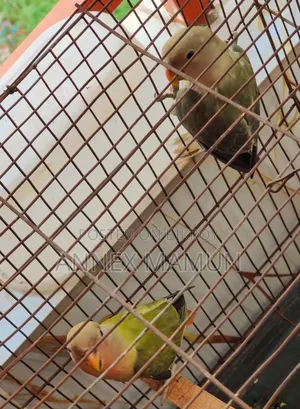 2 Lovebird chicks (age 2 months+) for sale
