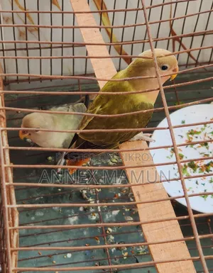 2 Lovebird chicks (age 2 months+) for sale