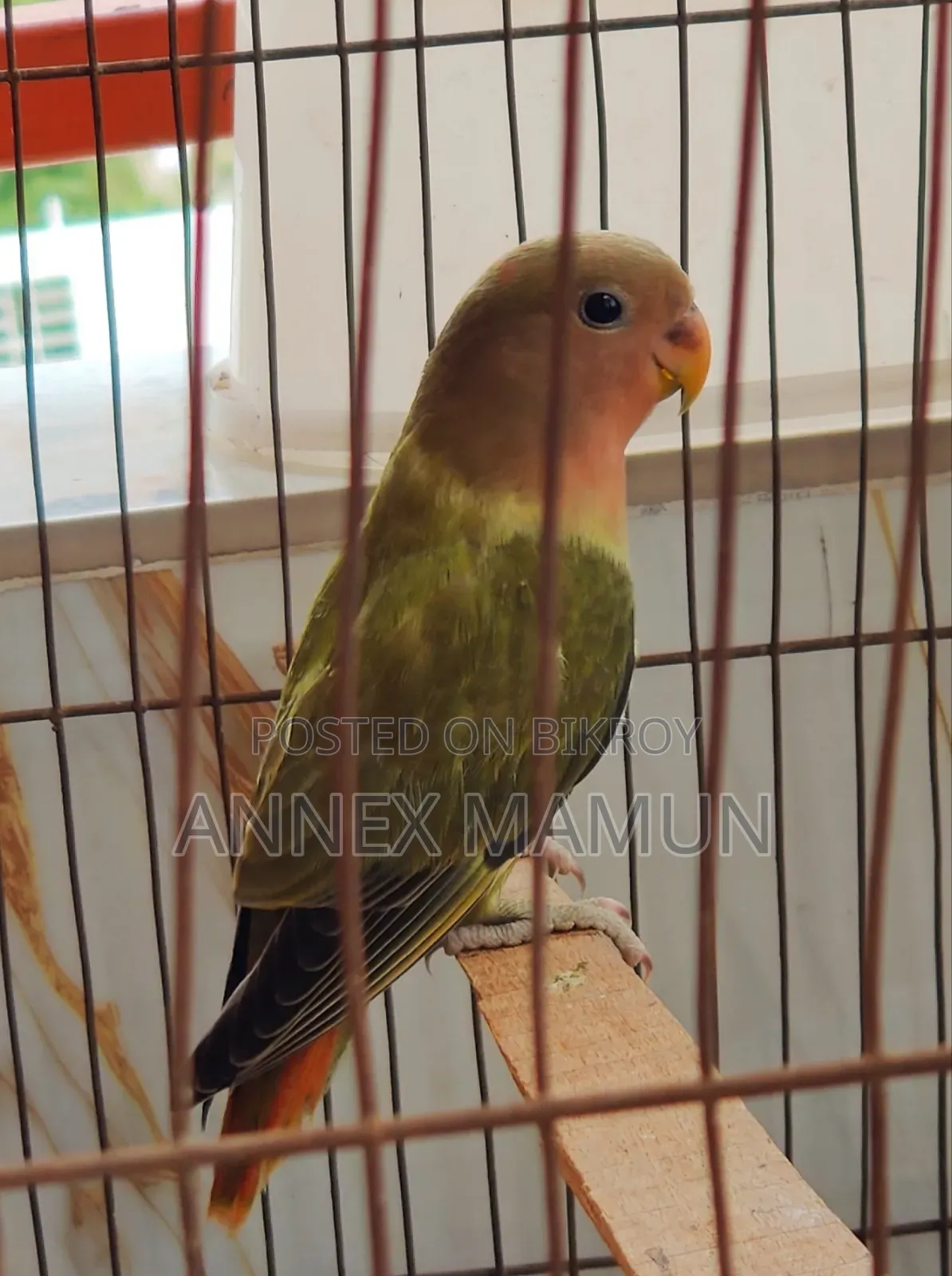 2 Lovebird chicks (age 2 months+) for sale