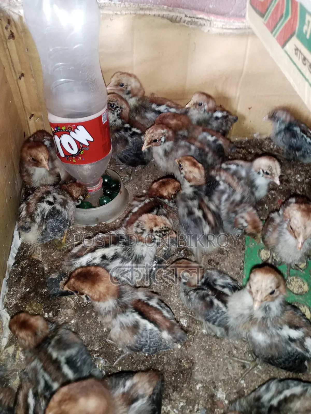 Ten-day-old Egyptian Fayoumi Chicks