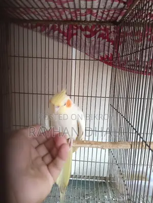 Female Cockatiel Running Bird