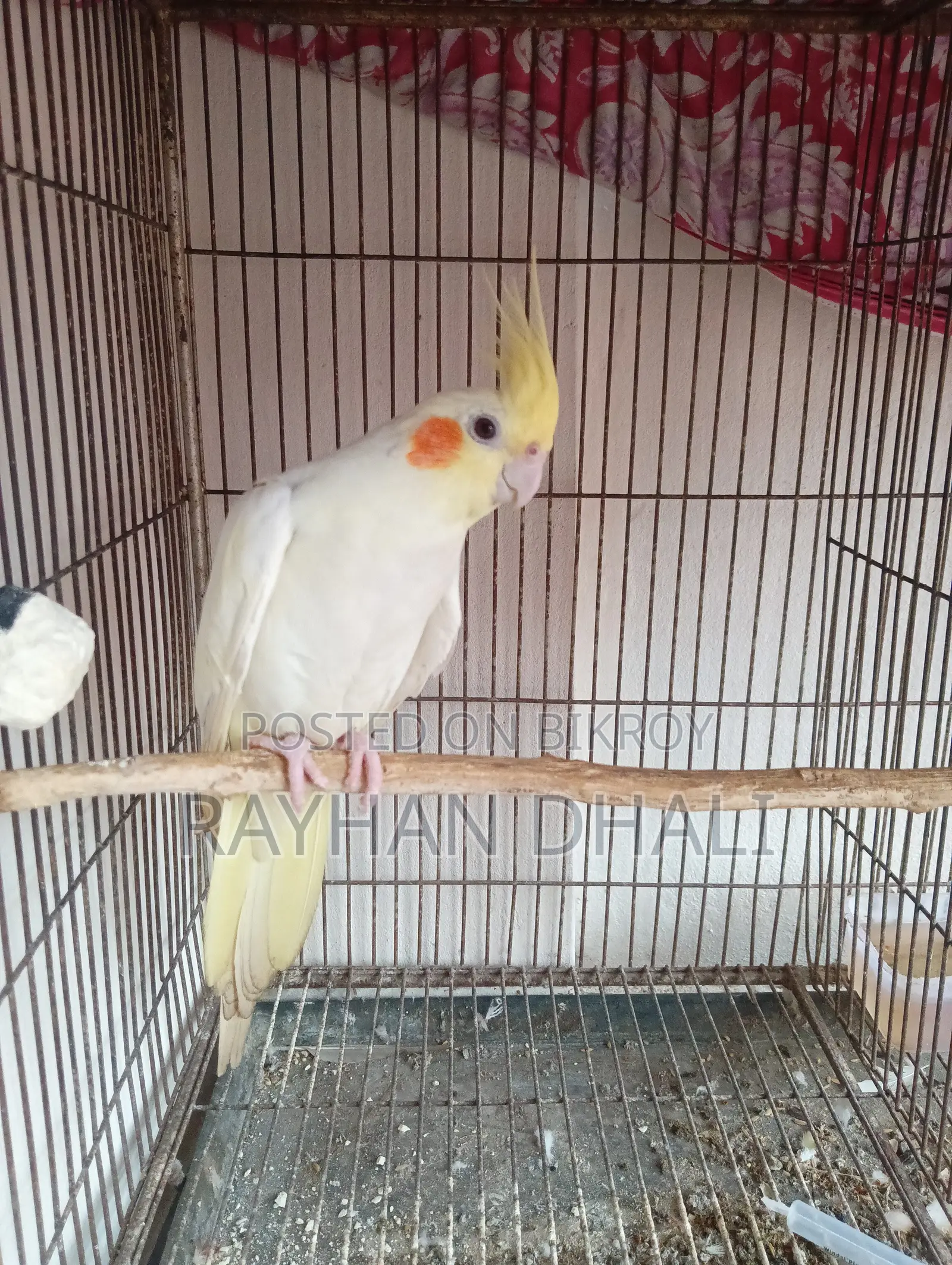 Female Cockatiel Running Bird