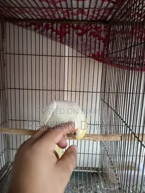 Female Cockatiel Running Bird