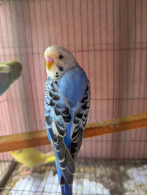 A Pair of Budgies