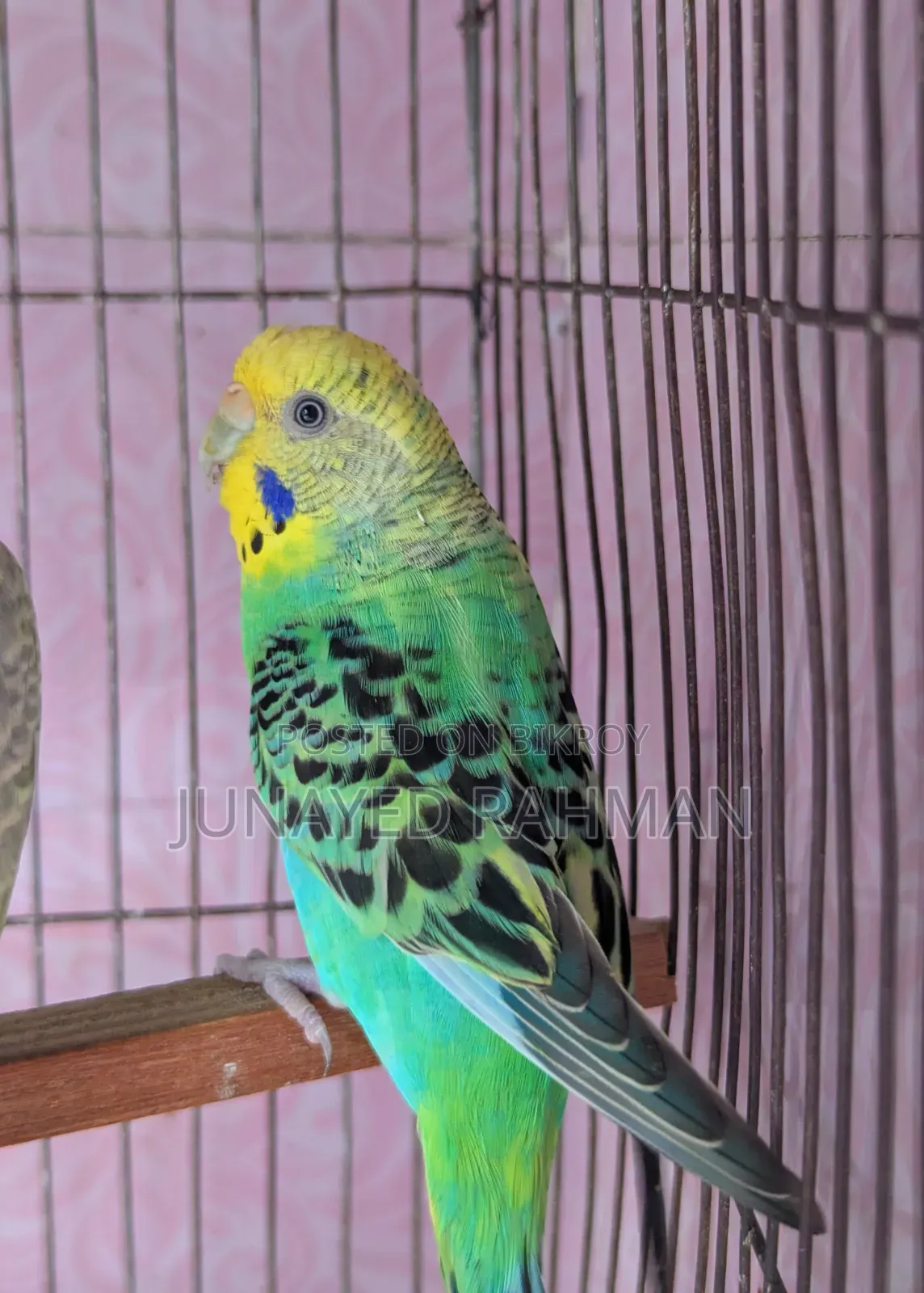 A Pair of Budgies