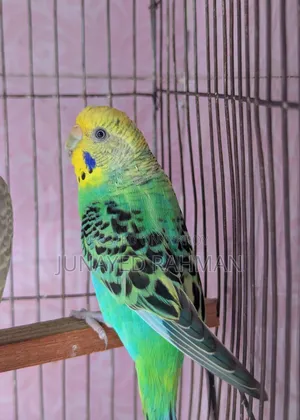 A Pair of Budgies