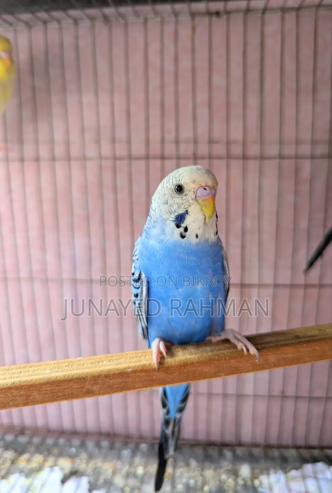 A Pair of Budgies