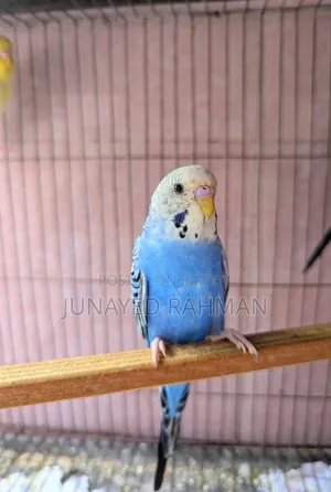 A Pair of Budgies
