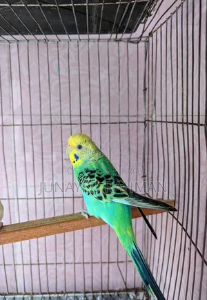 A Pair of Budgies