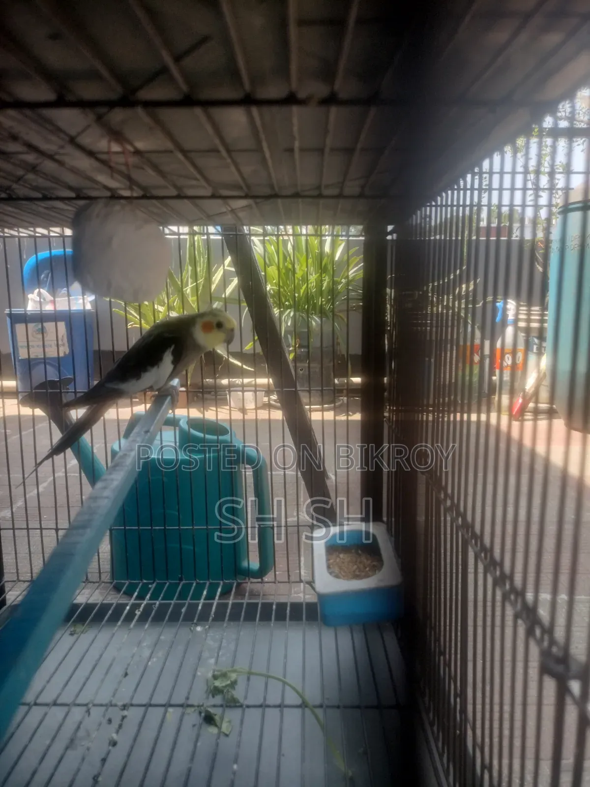 গ্রে ককাটেল