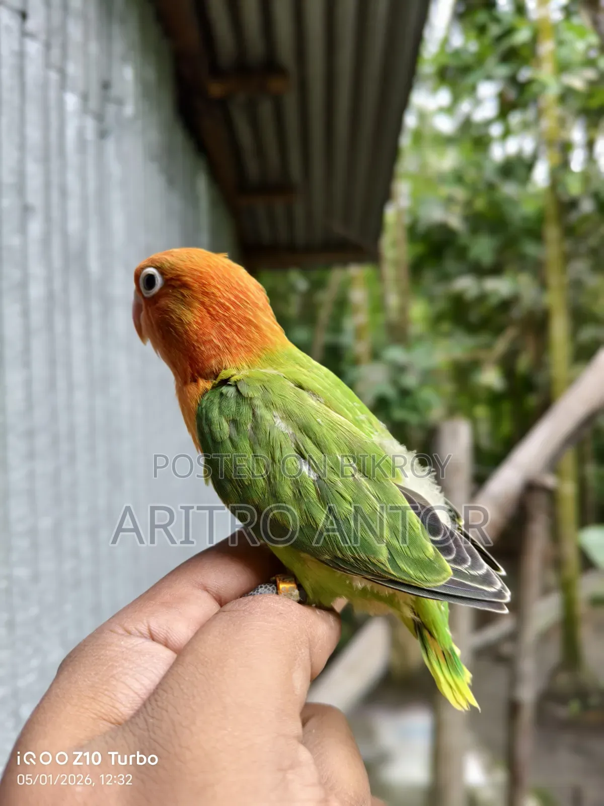 Green Opaline Split B1/B2