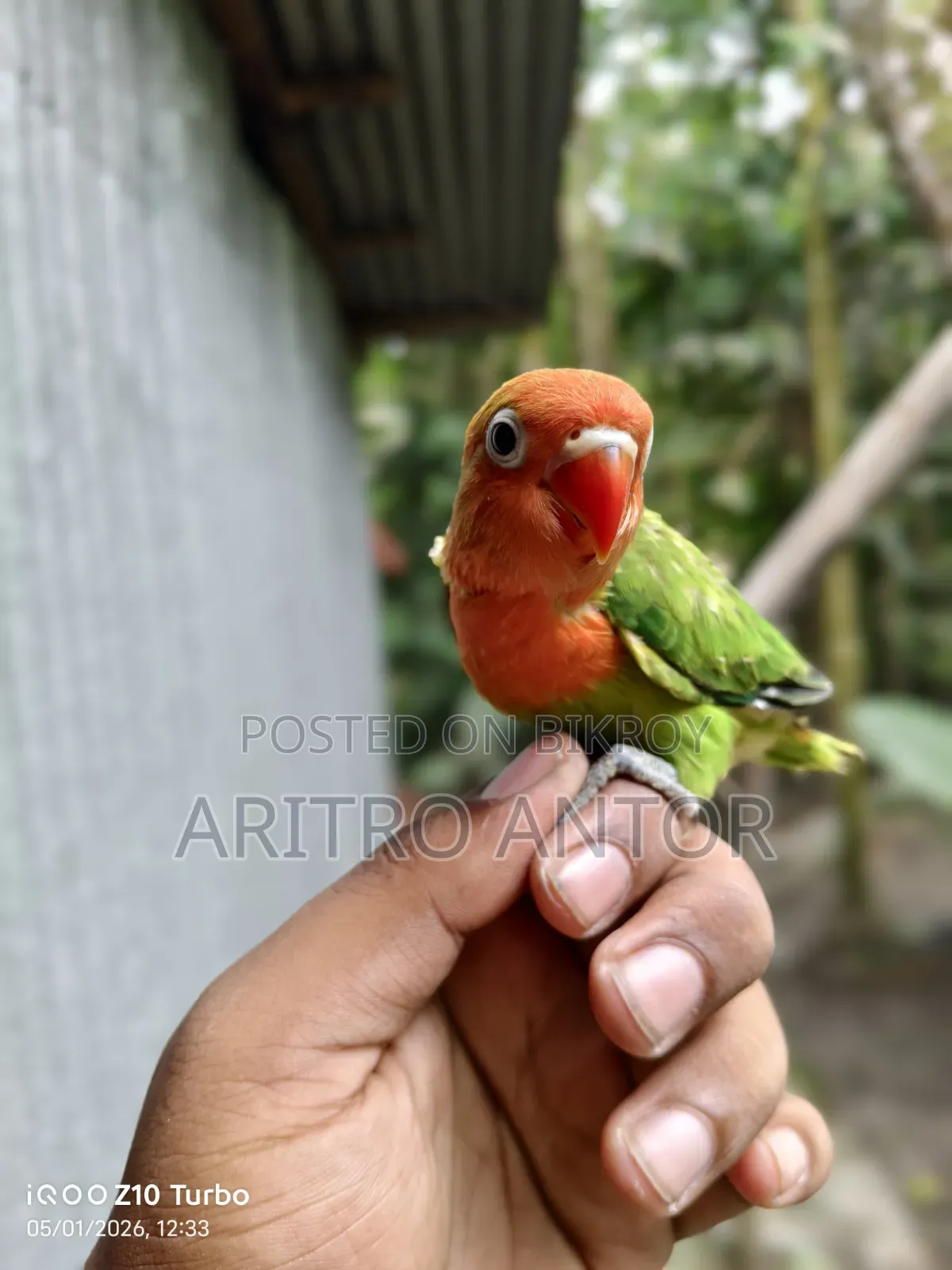 Green Opaline Split B1/B2