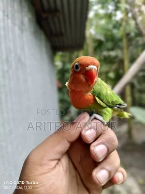 Green Opaline Split B1/B2