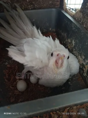 Albino Cockatiel Pair with Eggs