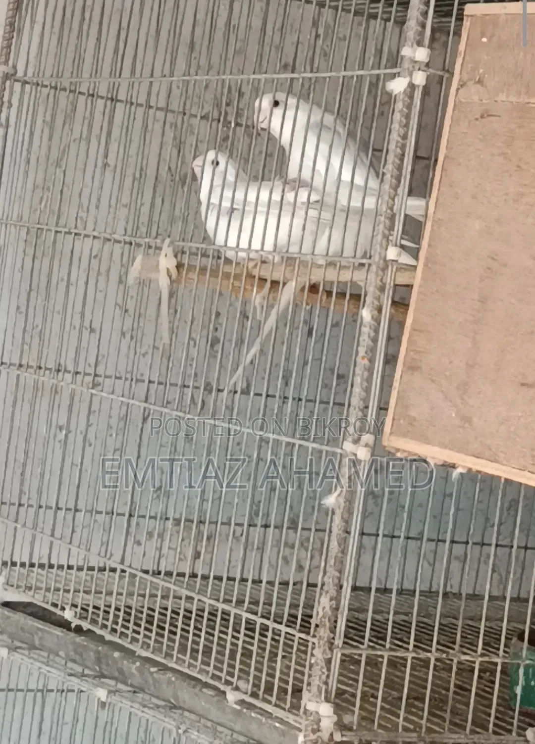 Albino Cockatiel Pair with Eggs