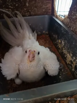 Albino Cockatiel Pair with Eggs