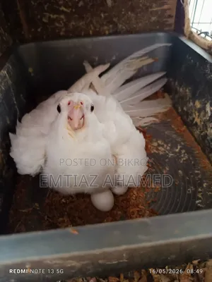 Albino Cockatiel Pair with Eggs