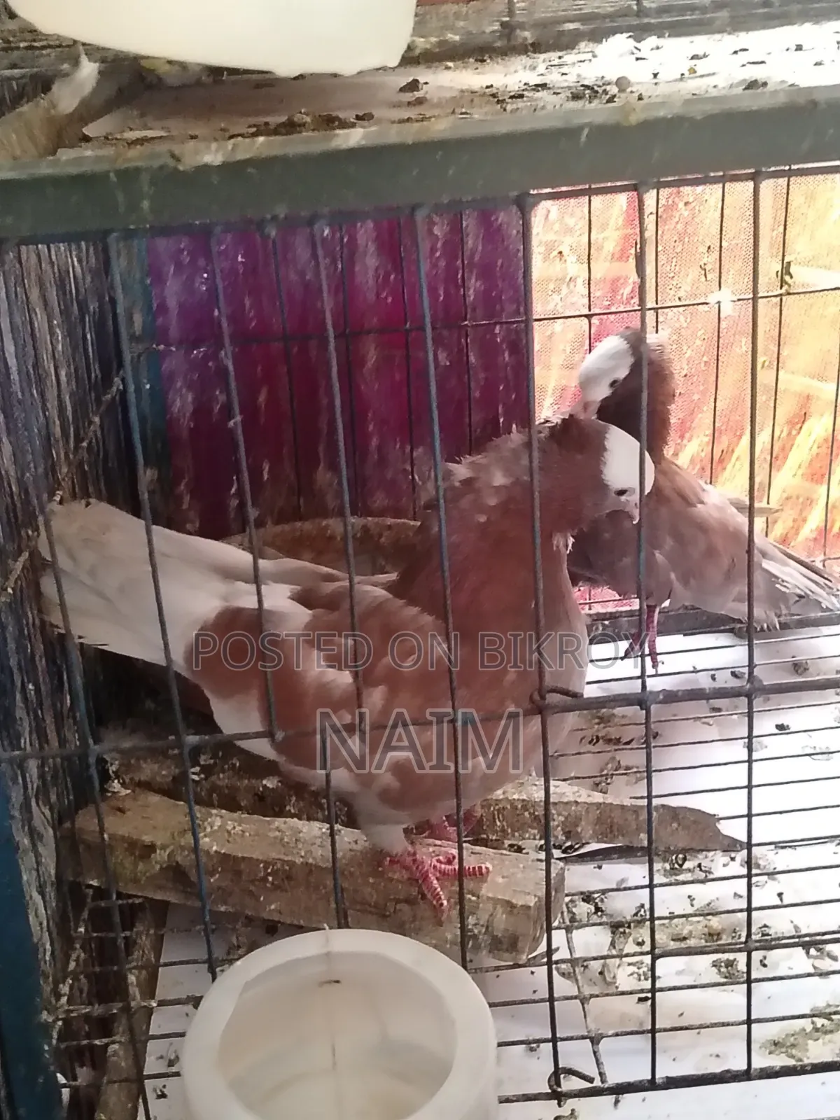 লাল মুক্ষি কবুতর