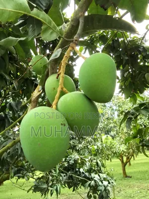 সরাসরি বাগান থেকে সরবরাহ করা কেমিক্যাল মুক্ত ফ্রেশ হিমসাগর আম