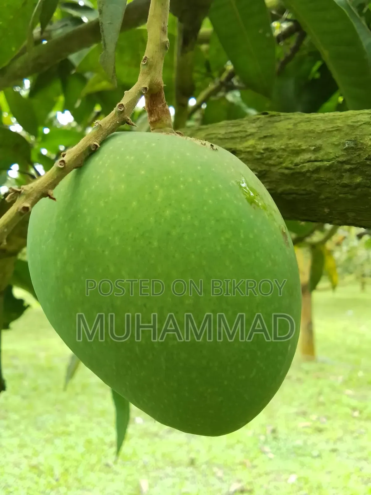 Fresh, Chemical-Free Himsagar Mangoes Delivered Straight From the Orchard
