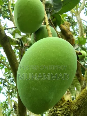 Fresh, Chemical-Free Himsagar Mangoes Delivered Straight From the Orchard