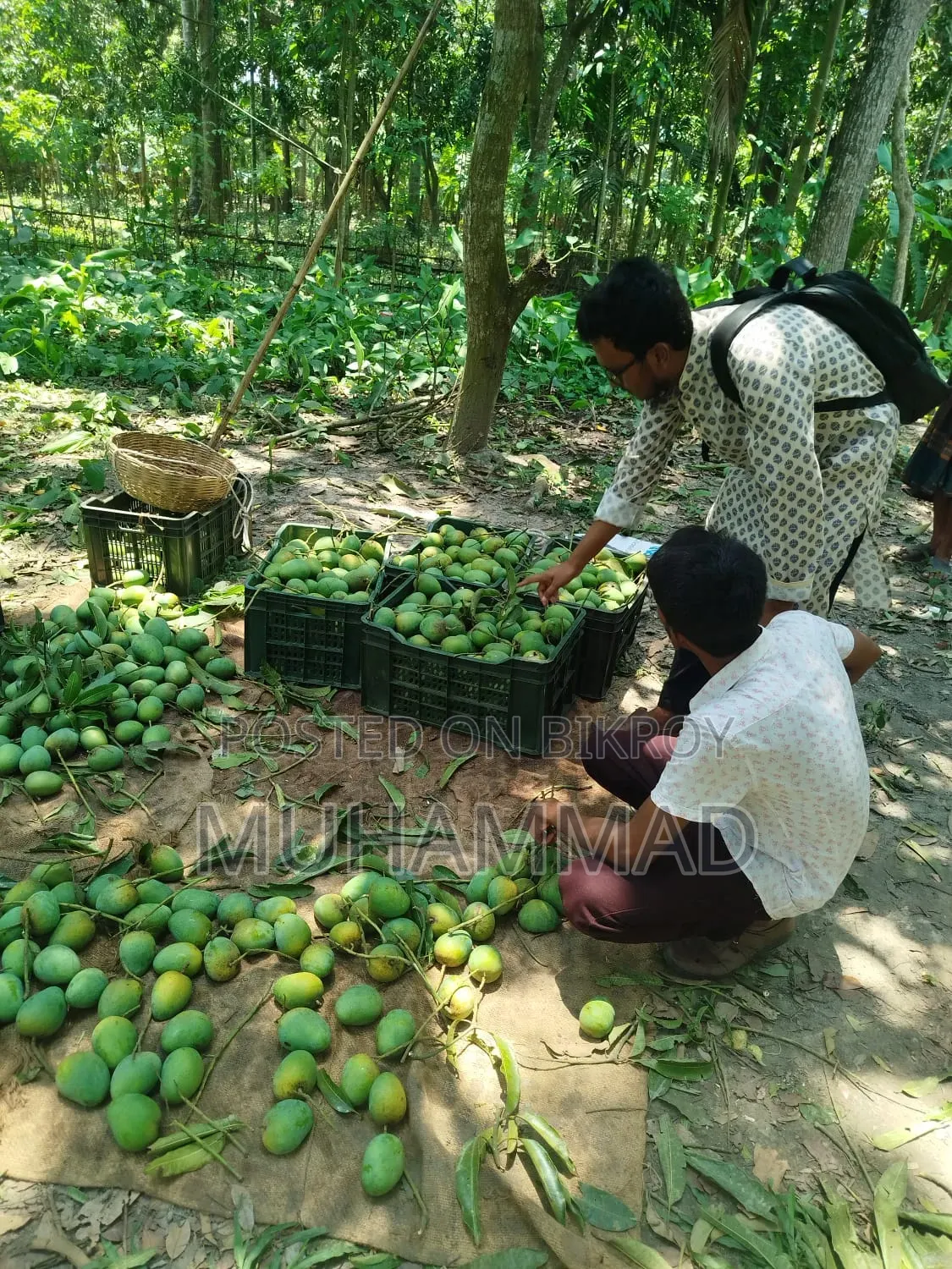 Fresh, Chemical-Free Himsagar Mangoes Delivered Straight From the Orchard