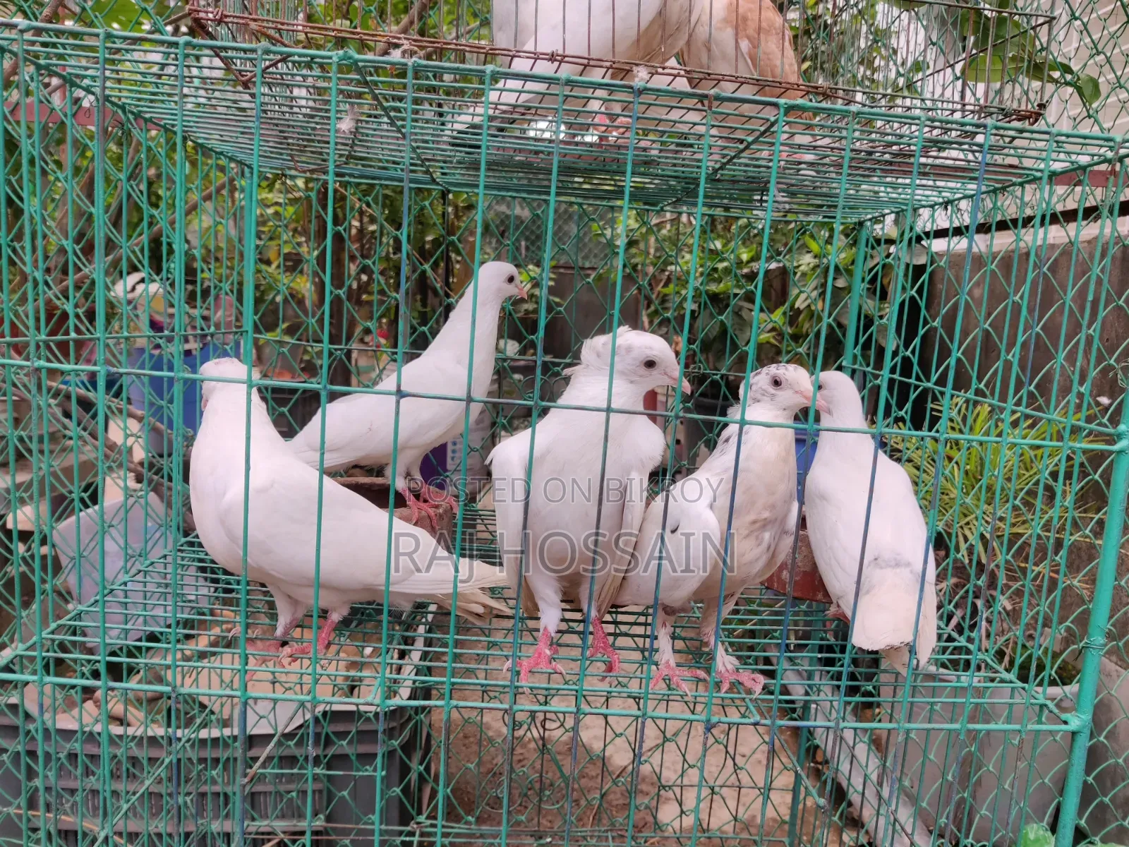 কাগজি কবুতর