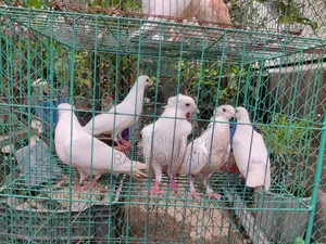 কাগজি কবুতর