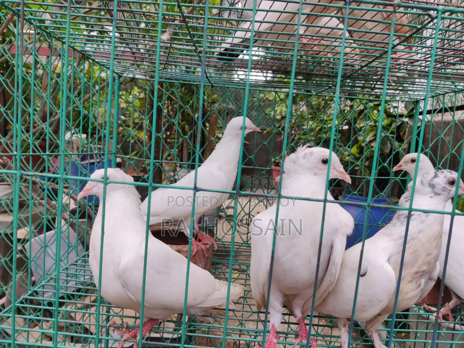 কাগজি কবুতর