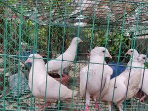 কাগজি কবুতর