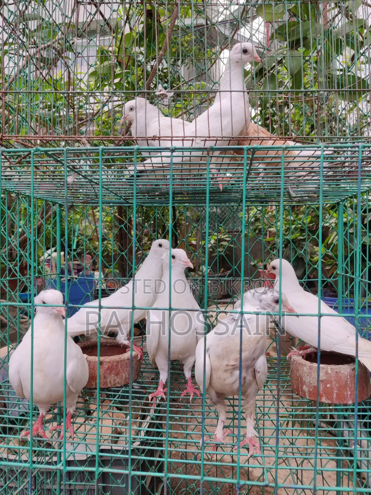 কাগজি কবুতর