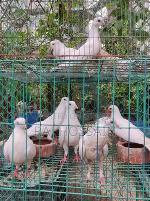 কাগজি কবুতর