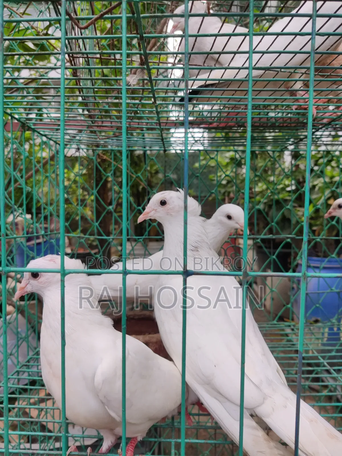 কাগজি কবুতর