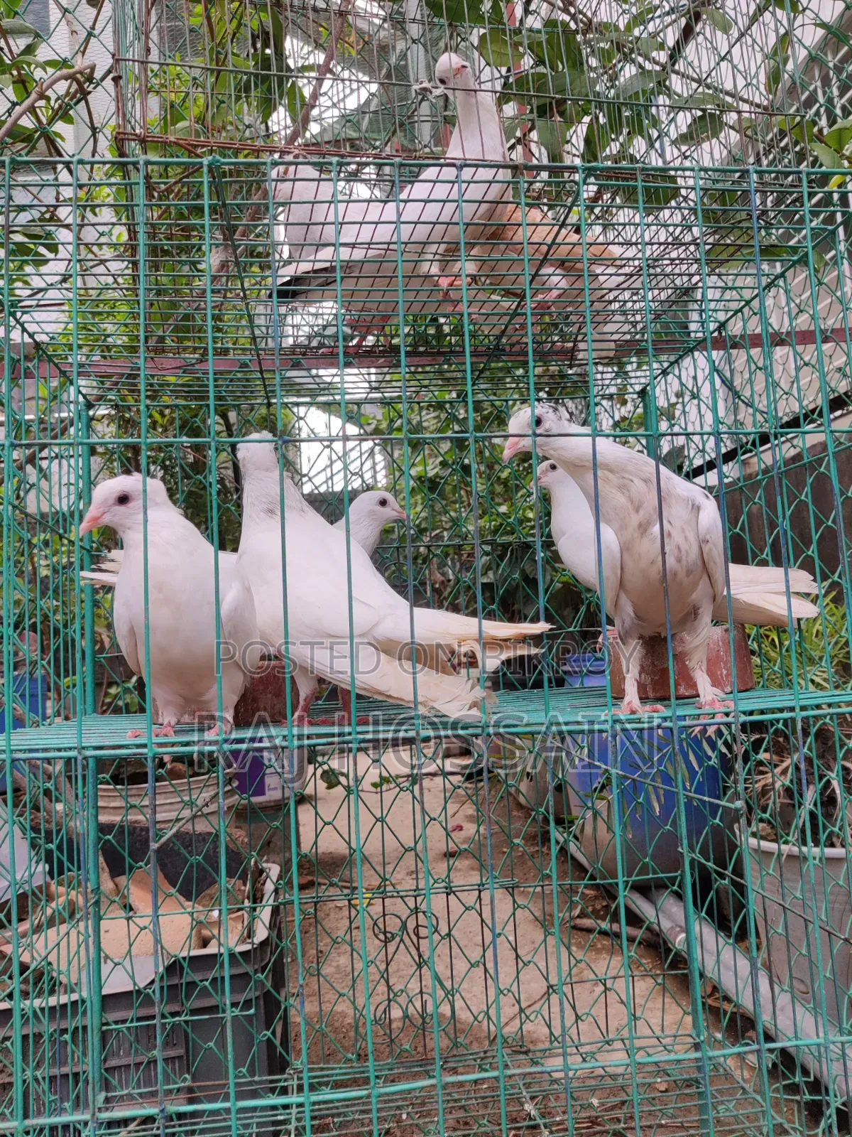 কাগজি কবুতর