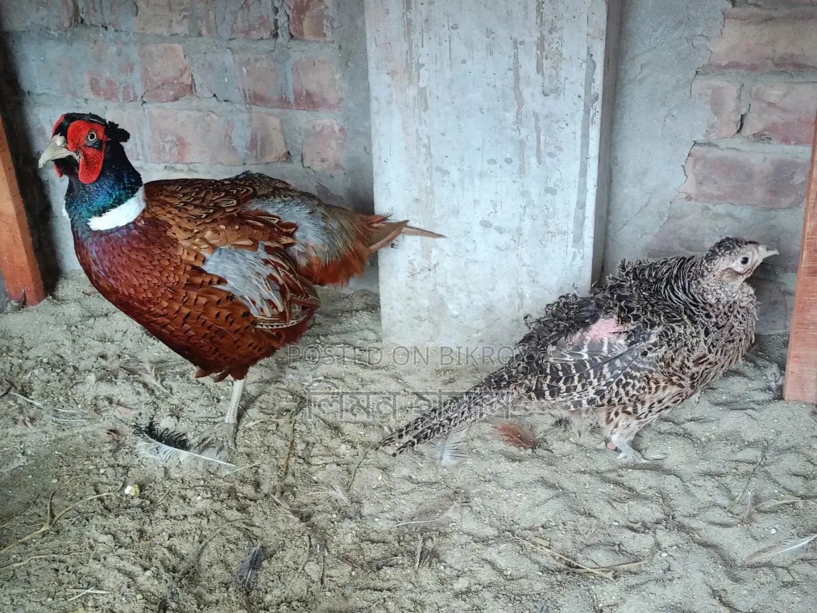 Ring-Neck Pheasants for Sale - All Active