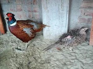 Ring-Neck Pheasants for Sale - All Active