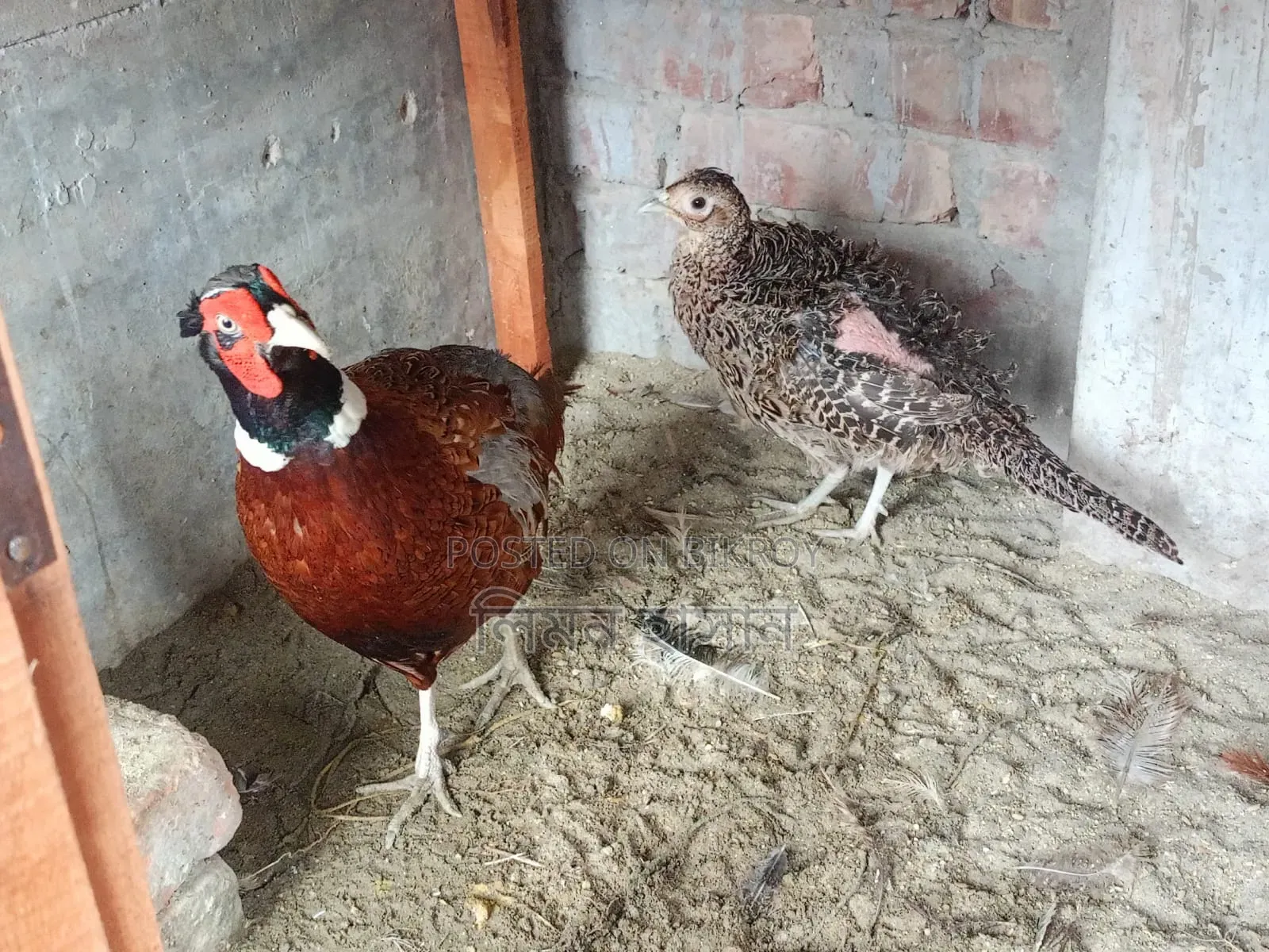 Ring-Neck Pheasants for Sale - All Active