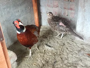 Ring-Neck Pheasants for Sale - All Active