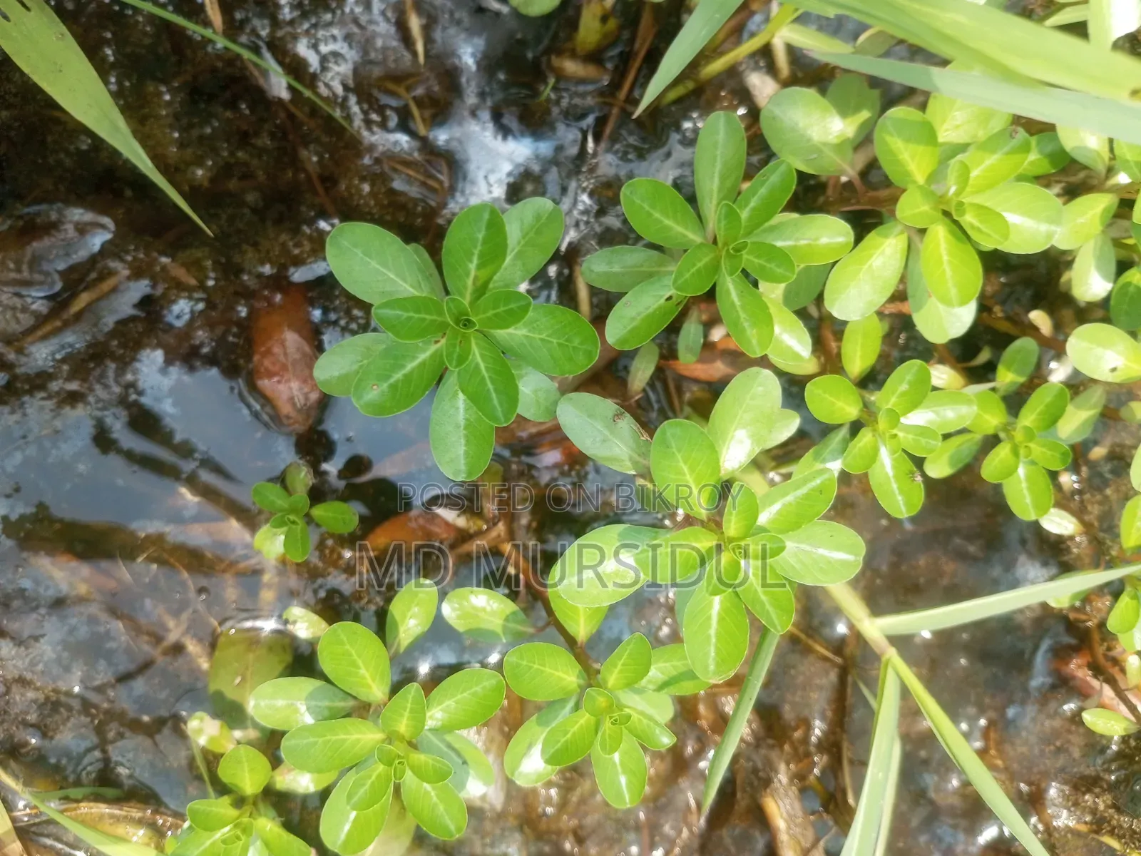 Live Aquarium Water Lily Plant with Clay Pot