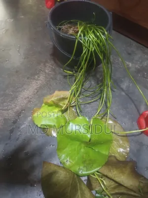 Live Aquarium Water Lily Plant with Clay Pot