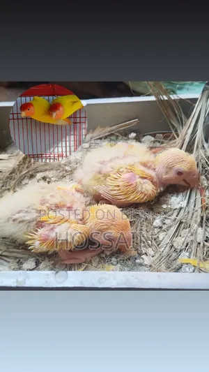 লাভবার্ড টেম সাইজ বেবি