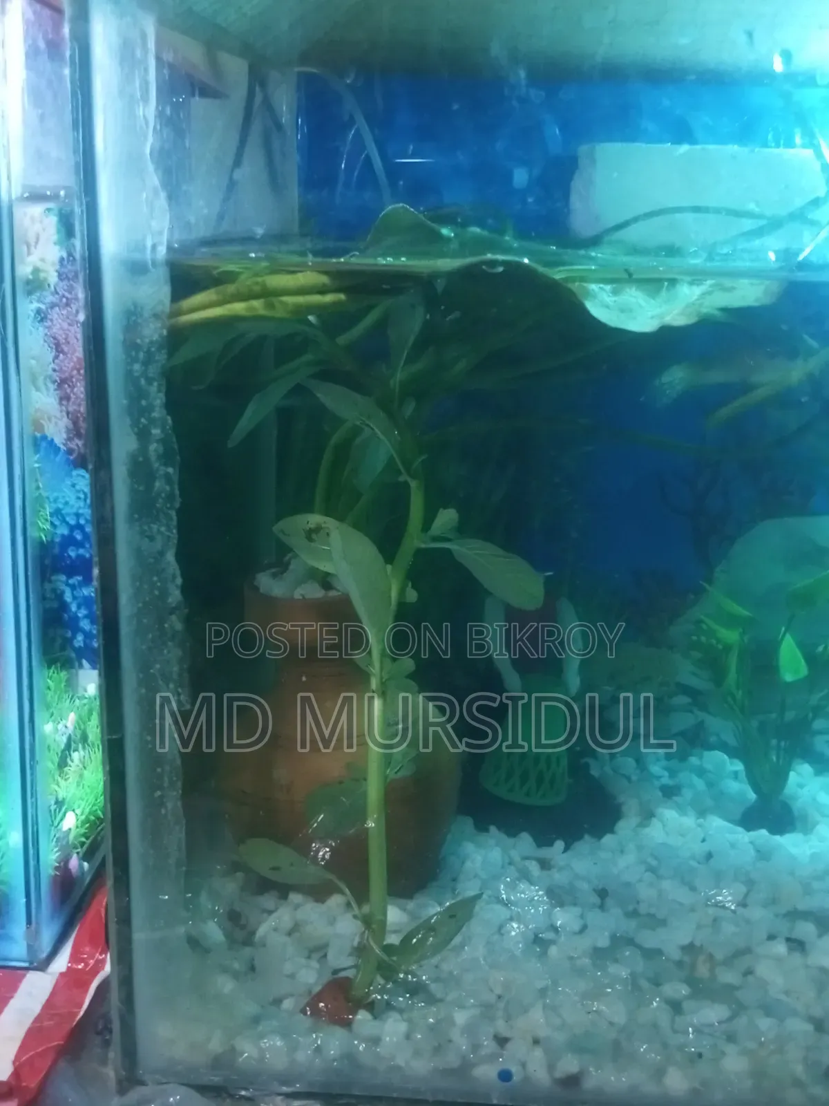 Live Aquarium Water Lily Plant with Clay Pot
